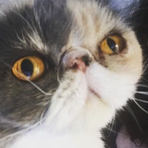 Meet your Posher, Cynthia